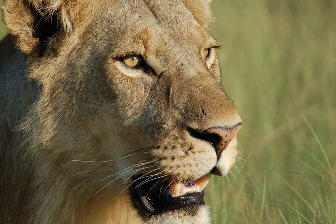 7 Days Tanzania Luxury Safaris - Mto wa Mbu Village on Day 7: Culture and a Wildlife-Aware Stop
