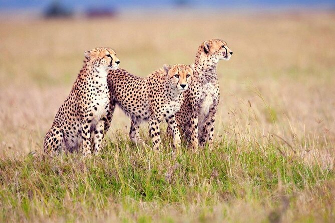 7 Days Tanzania Luxury Safaris - Who Should Book This Safari, and Who Might Want a Different Style