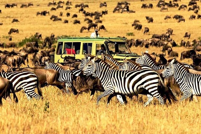 7 Days Tanzania Luxury Safaris - Tarangire National Park on Day 1: Elephants, Birds, and Baobab Icons