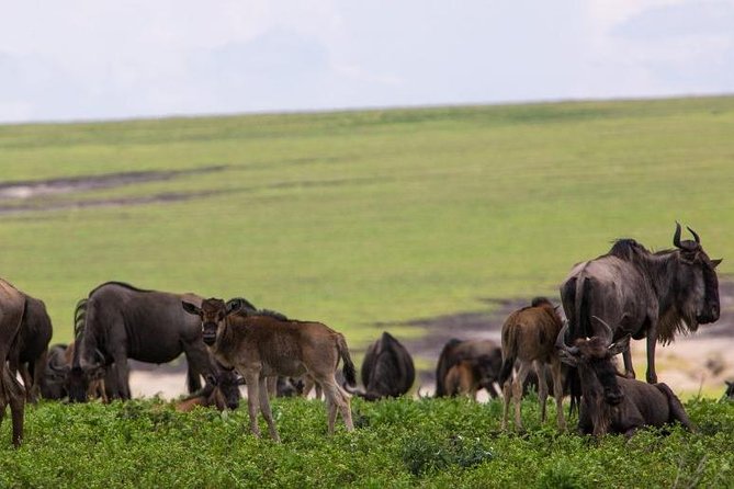7 Days Tarangire, Serengeti, Ngorongoro & Manyara Camping Safari Tour Tanzania - How This Safari Tracks the Great Migration the Smart Way