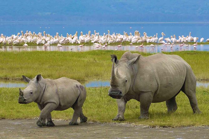 7 Days Tarangire, Serengeti, Ngorongoro & Manyara Camping Safari Tour Tanzania - Migration Nights in the Right Zone, at the Right Time