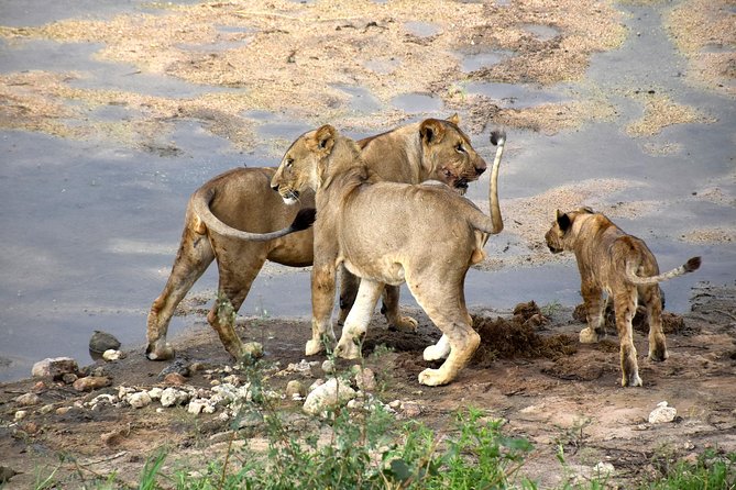 7 Days Tarangire, Serengeti, Ngorongoro & Manyara Camping Safari Tour Tanzania - Ngorongoro and Manyara: Variety After the Serengeti Core