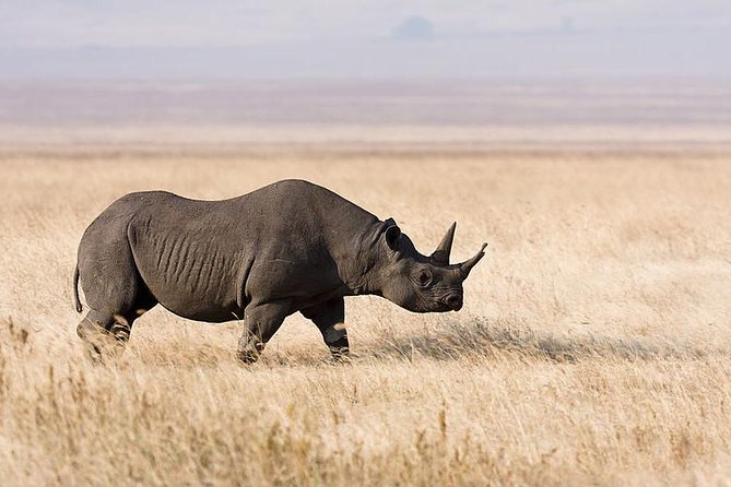 7 Days Tarangire, Serengeti, Ngorongoro & Manyara Camping Safari Tour Tanzania - Camping Comfort That Does Not Feel Like You Are Barely Prepared