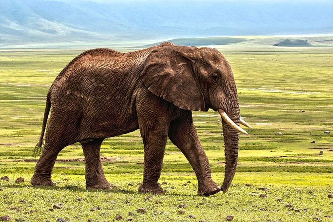 7 Days Tarangire, Serengeti, Ngorongoro & Manyara Camping Safari Tour Tanzania - The Guide Makes the Difference, and Names Like Assad Stand Out