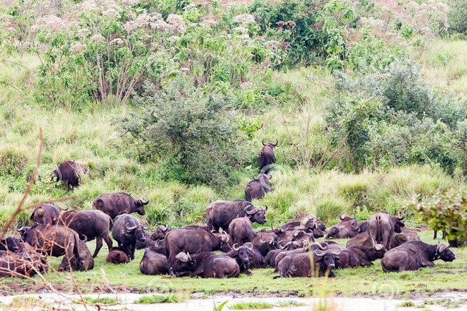 7 Days Tarangire, Serengeti, Ngorongoro & Manyara Camping Safari Tour Tanzania - Meals, Wine, and a Small Lunch Issue to Plan For