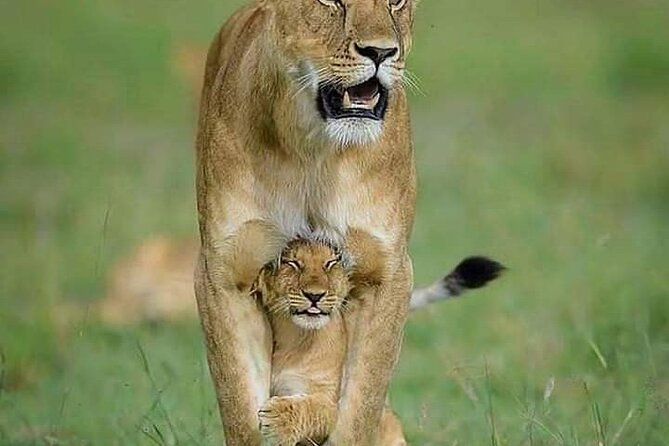 7 Days Tour Northern Tanzania Safari: - Price and value: what you’re really paying for