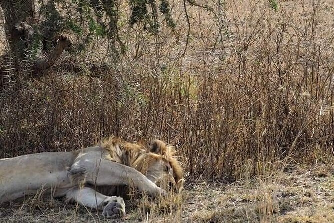7 Days Tour Northern Tanzania Safari: - Day 3: Two Serengeti game drives and the Great Migration logic