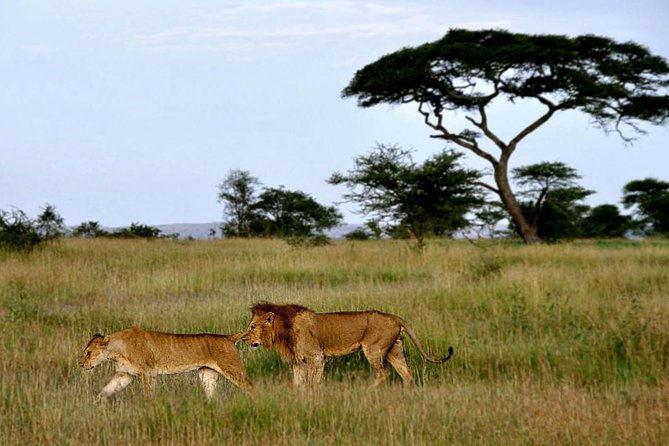 7 Days Tour Northern Tanzania Safari: - Day 4: Ngorongoro rim game drive and a night right on the edge