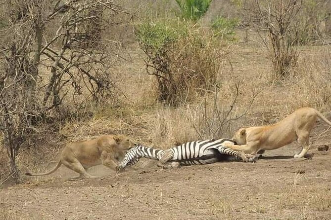 7 Days Tour Northern Tanzania Safari: - Day 5: 7:00 am inside Ngorongoro Crater for 5-6 hours