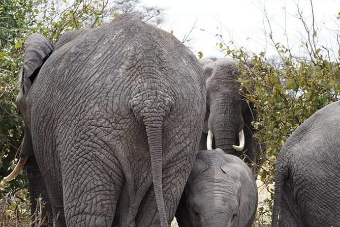 7 Days Tour Northern Tanzania Safari: - Day 6: Lake Manyara and the tree-climbing lion possibility