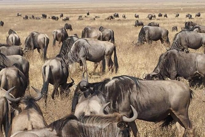 7 Days Tour Northern Tanzania Safari: - Day 7: Arusha National Park and Ngurdoto Crater, the Little Ngorongoro