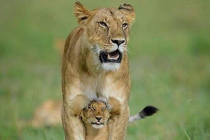7 Days Tour Northern Tanzania Safari: - Day 1: Tarangire National Park and the river that gathers everything