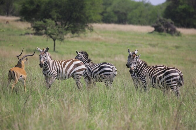 7 Days Wildebeest Migration - Ndutu Calving Season - Lake Manyara: elephants first, big-cat legend second