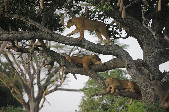 7 Days Wildebeest Migration - Ndutu Calving Season - Arusha setup at Mount Meru Hotel: the calm before the safari