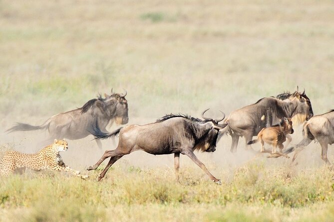 7Day Serengeti Migration (Ndutu), Crater, Hot Springs & City Tour - Key highlights you should know before you go