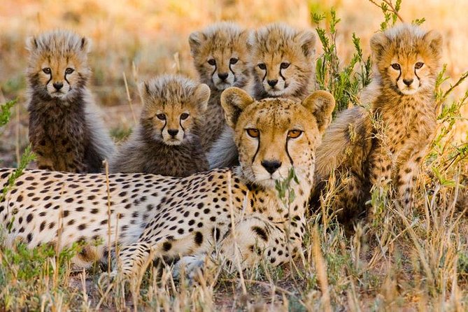 7Day Serengeti Migration (Ndutu), Crater, Hot Springs & City Tour - Ndutu Migration: game drives that end with a private sundowner
