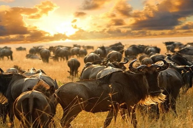 7Day Serengeti Migration (Ndutu), Crater, Hot Springs & City Tour - Ngorongoro Crater day: Big Five odds and a hippo pool picnic