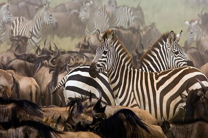 7Day Serengeti Migration (Ndutu), Crater, Hot Springs & City Tour - Price and value: what $9,600 per group covers, and what it does not