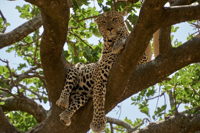 8-Day Essence of Tanzania Safari - Luxury - Four parks in eight days: how the pacing really works