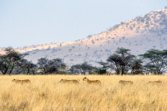 8-Day Essence of Tanzania Safari - Luxury - Lake Manyara: the birding show, plus tree-climbing lions