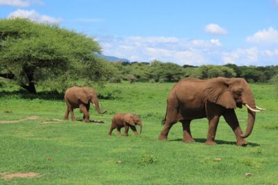 8-Day Essence of Tanzania Safari – Luxury