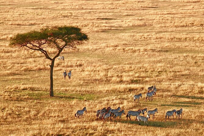 8-Day Essence of Tanzania Safari - Luxury - Serengeti via Olduvai Gorge: big cats, classic plains, and smarter timing