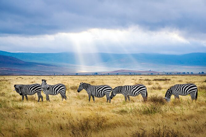 8-Day Essence of Tanzania Safari - Luxury - Ngorongoro: crater drama, Lake Magadi wildlife, and a Masai village stop