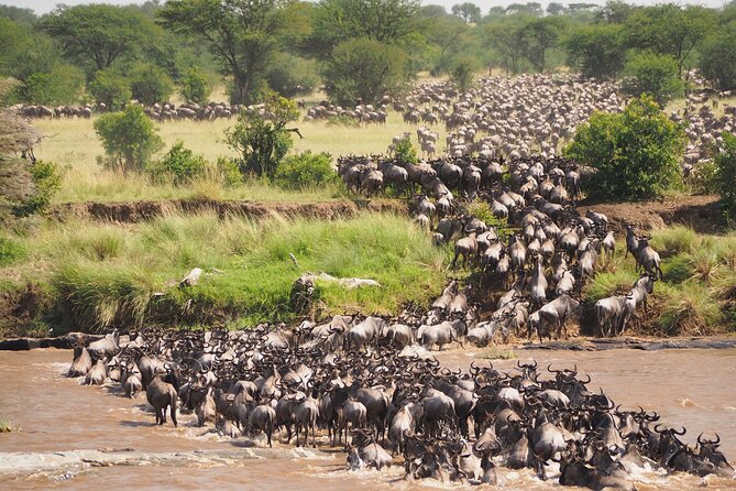 8-Day Grumeti Migration Safari-Luxury Tour May-July - Days 2-3: Tarangire for elephants, then Lake Manyara for birds and lions