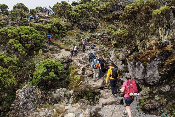 8 Day Mount Kilimanjaro Trekking Lemosho Route - Day 3: Shira Plateau acclimatization day at Shira 2