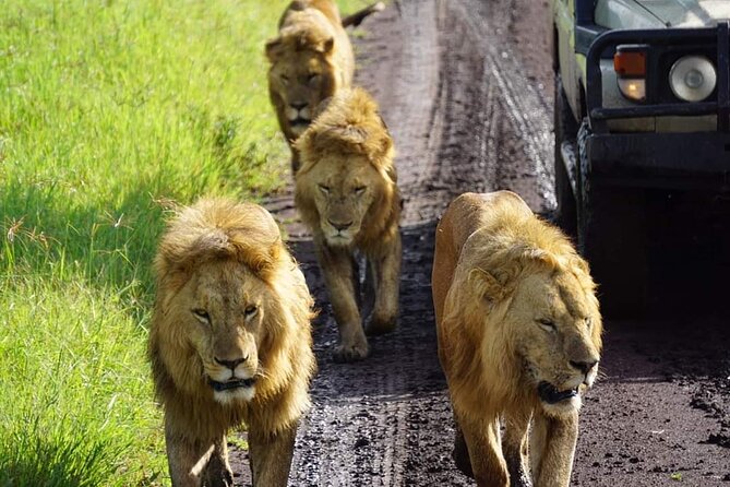 8-Day Private Guided Tanzania Safari with Pick Up - Moshi to Arusha: your arrival rhythm and optional culture