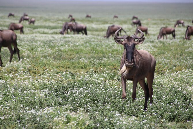 8-Day Private Guided Tanzania Safari with Pick Up - Serengeti plains and Migration day strategy