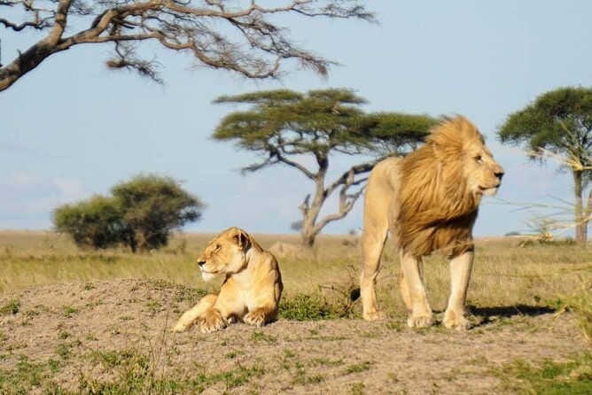 8-Day Private Guided Tanzania Safari with Pick Up - Accommodation nights: what the “Karatu to rim” rhythm really means
