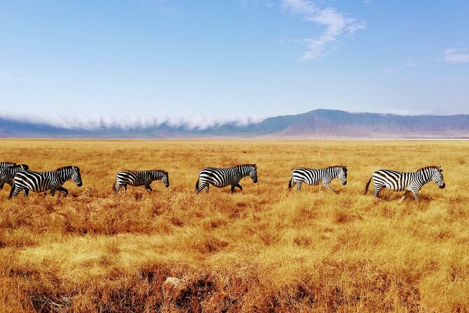8-Day Private Guided Tanzania Safari with Pick Up - Practical tips that change your safari day