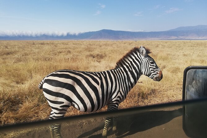 8-Day Private Guided Tanzania Safari with Pick Up - Lake Manyara’s tree-climbing lions and flamingo season timing