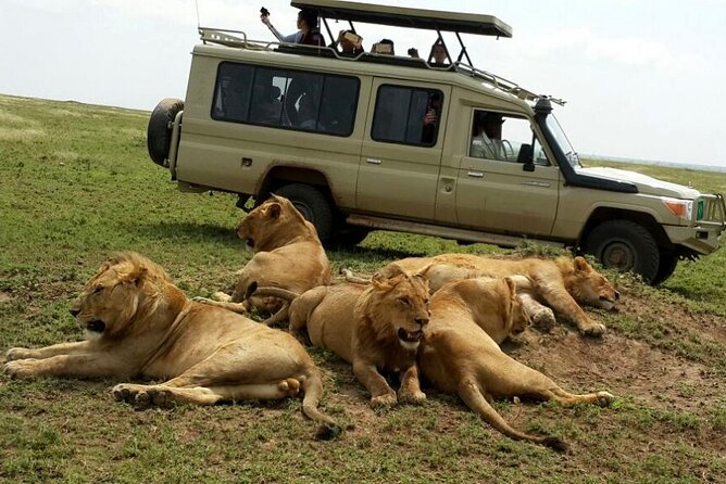 8 Day private wildebeest migration safari Serengeti Ngorongoro - Leaving Central Serengeti for a Sunrise-Style Predator Search