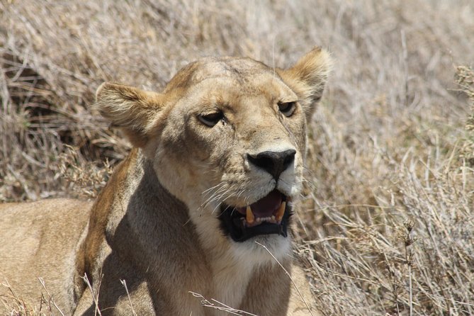 8 Day private wildebeest migration safari Serengeti Ngorongoro - Ngorongoro Crater: The 600-Meter Descent and Lake Magadi