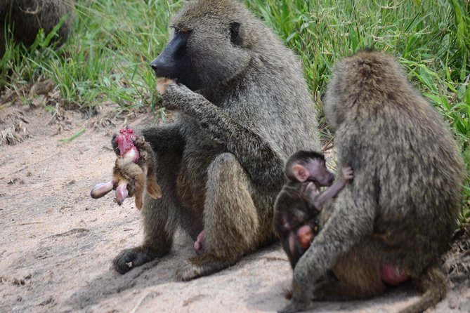 8 Day private wildebeest migration safari Serengeti Ngorongoro - Materuni Waterfalls, Coffee Time, and Chemka Hot Spring Relaxing