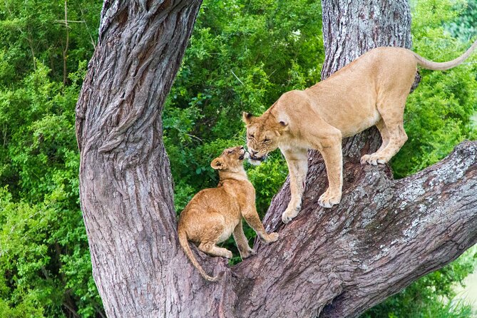 8 Day Safari The Best of Tanzania & Lake Eyasi - Ngorongoro Crater: The 610 Meter Drop That Changes the Whole Game