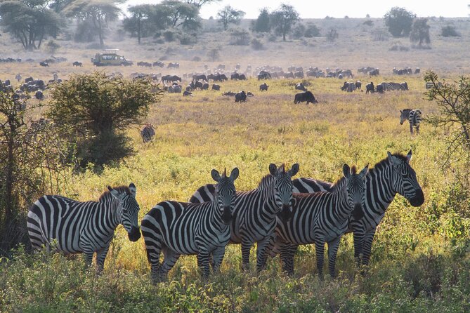 8 Day Safari The Best of Tanzania & Lake Eyasi - Tarangire National Park: Baobabs, Elephants, and a Dry Season Advantage