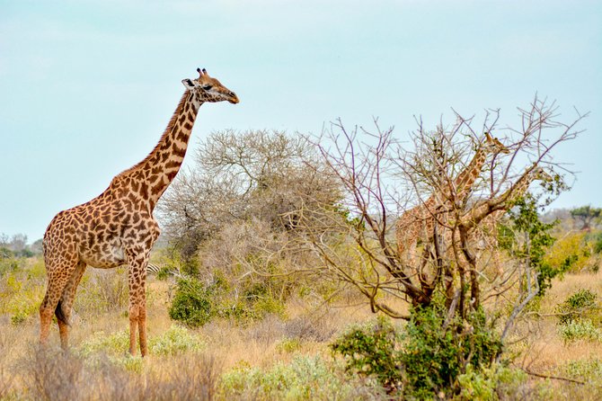 8 Day Spectacular Migration Serengeti mid -Range Tanzania Safari - Migration Days in Northern Serengeti, Watching the Herd Movement