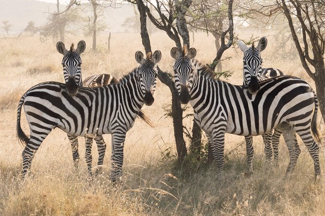8 Day Spectacular Migration Serengeti mid -Range Tanzania Safari - Mara River Crossing Day, When Predators and Pressure Collide