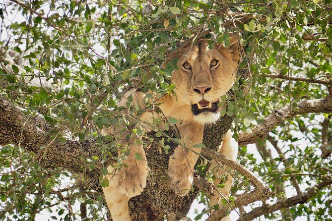 8 Day Spectacular Migration Serengeti mid -Range Tanzania Safari - Central Serengeti Return, One More Chance at the Big Cats