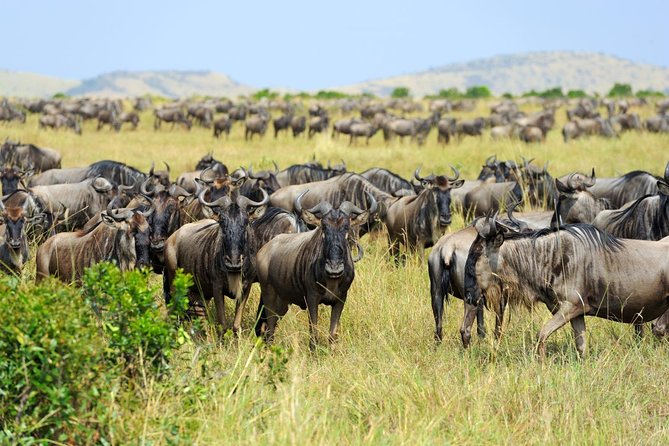 8 Day Spectacular Migration Serengeti mid -Range Tanzania Safari - Arusha Arrival, Pickup, and a Soft Landing at Ilboru Safari Lodge