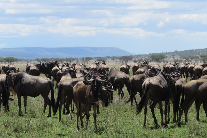 8 Day Tanzania Family Safari - 4WD pop-up roof game drives: why this matters for families