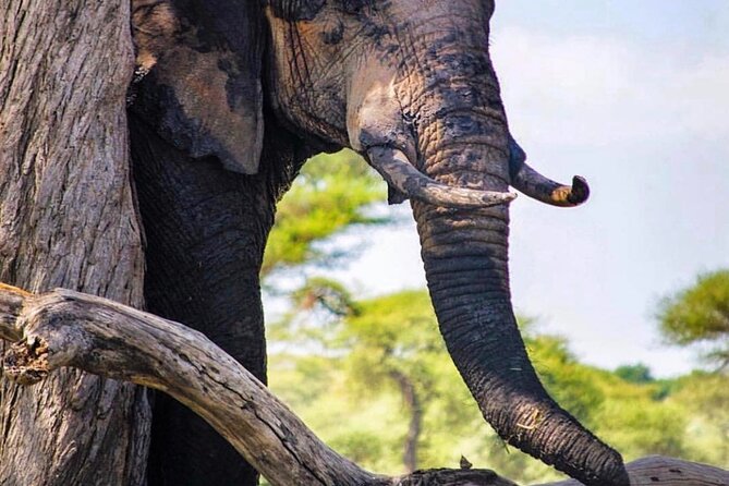 8-Day Tanzania Private Safari Tour with Airport Pickup - The Northern Circuit in Eight Days, Built for Real Wildlife Time