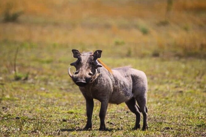 8-Day Tanzania Private Safari Tour with Airport Pickup - Tarangire National Park: Baobabs, Elephants, and Those Strange Pythons