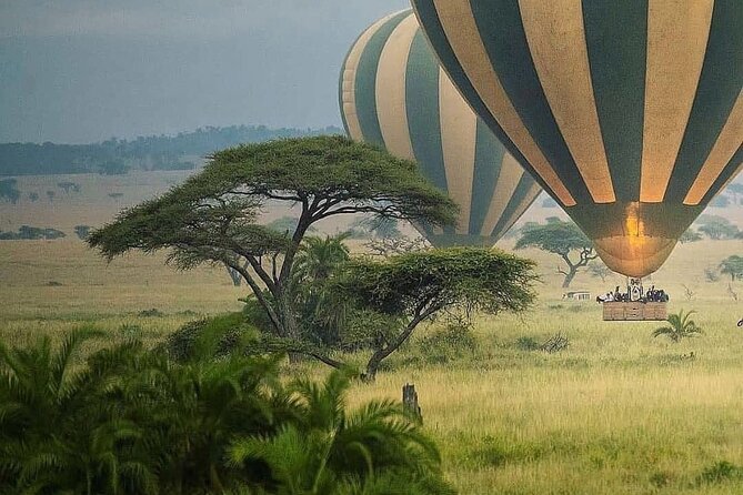 8-Day Tanzania Private Safari Tour with Airport Pickup - Ngorongoro Conservation Area: Crater Descent, Big Game Odds, and Maasai Grazing