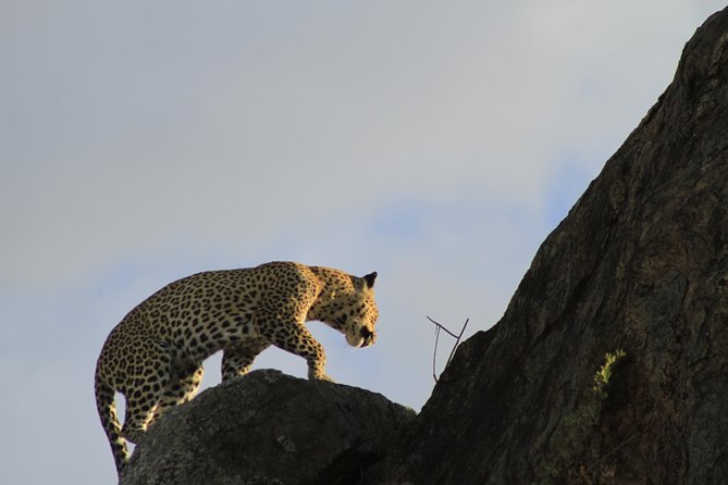 8 Days 7 Nights Private Lodge Safari - Serengeti on your terms: morning drive, camp time, then another run