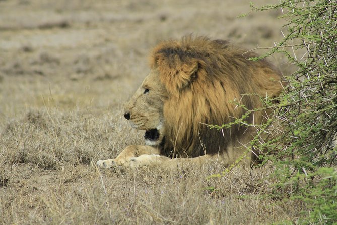 8 Days 7 Nights Private Lodge Safari - Tarangire National Park: the elephant-forward welcome to Tanzania