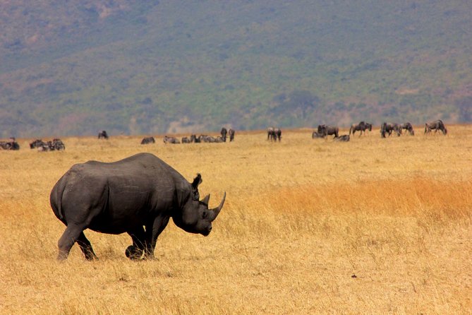 8 Days 7 Nights Tanzania Wildlife & Culture Lodge Safari - First morning in Arusha or Moshi, then straight into wildlife mode